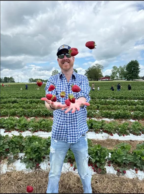 Ripe strawberries tossed above a u-pick field during strawberry picking season in Connecticut.