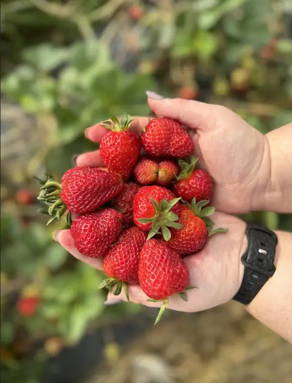 Fresh strawberries cupped in hands for a Connecticut strawberry picking trip.