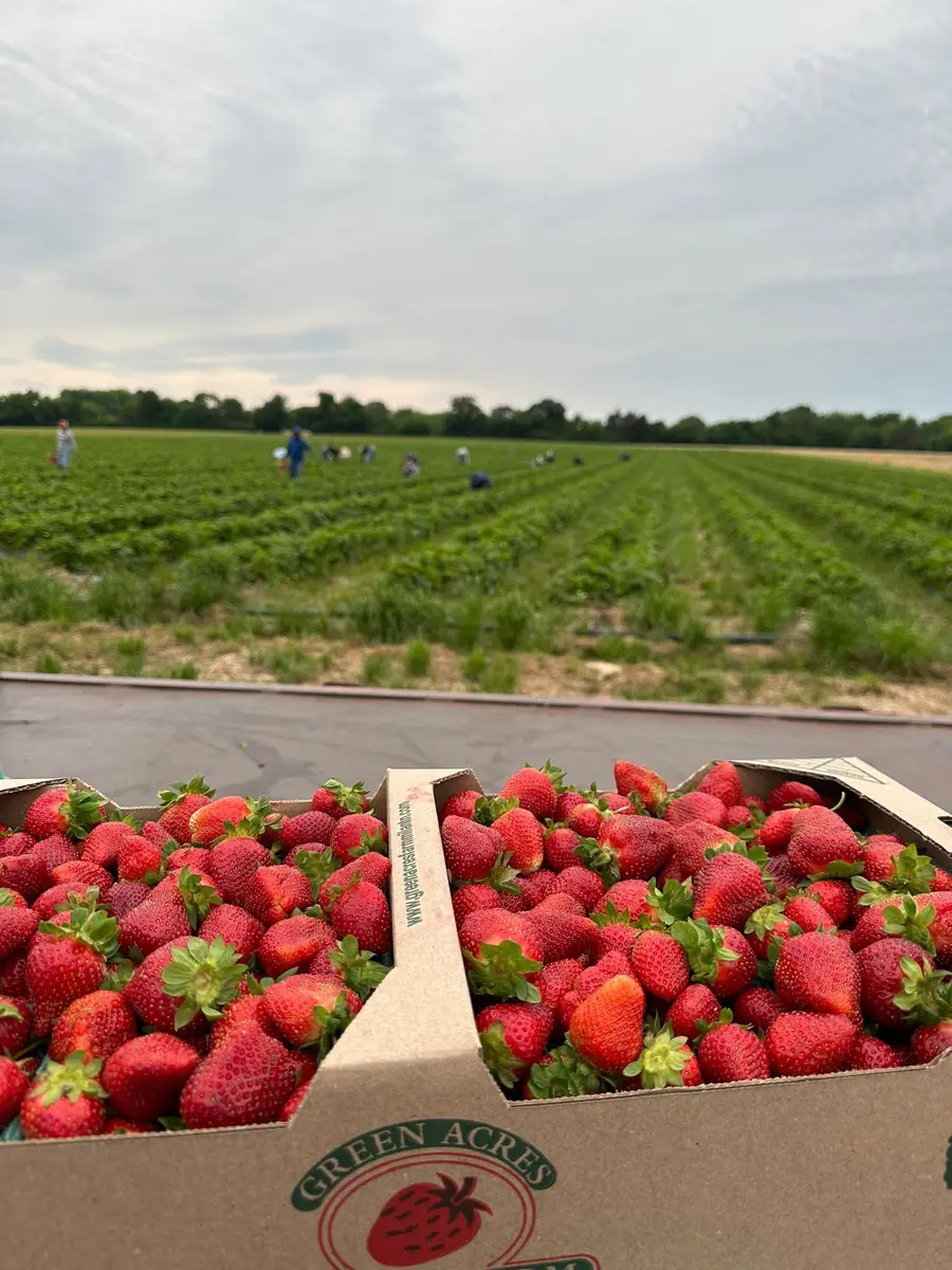 Fresh picked strawberries in farm flats for planning strawberry picking in Maine.