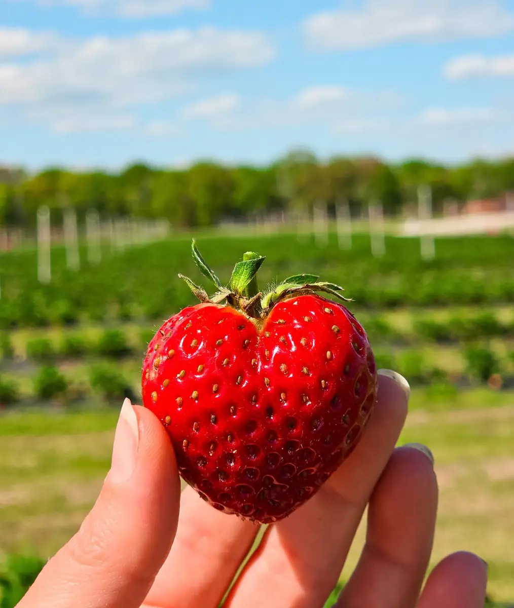 Heart-shaped ripe strawberry in a field for New Hampshire strawberry picking inspiration.