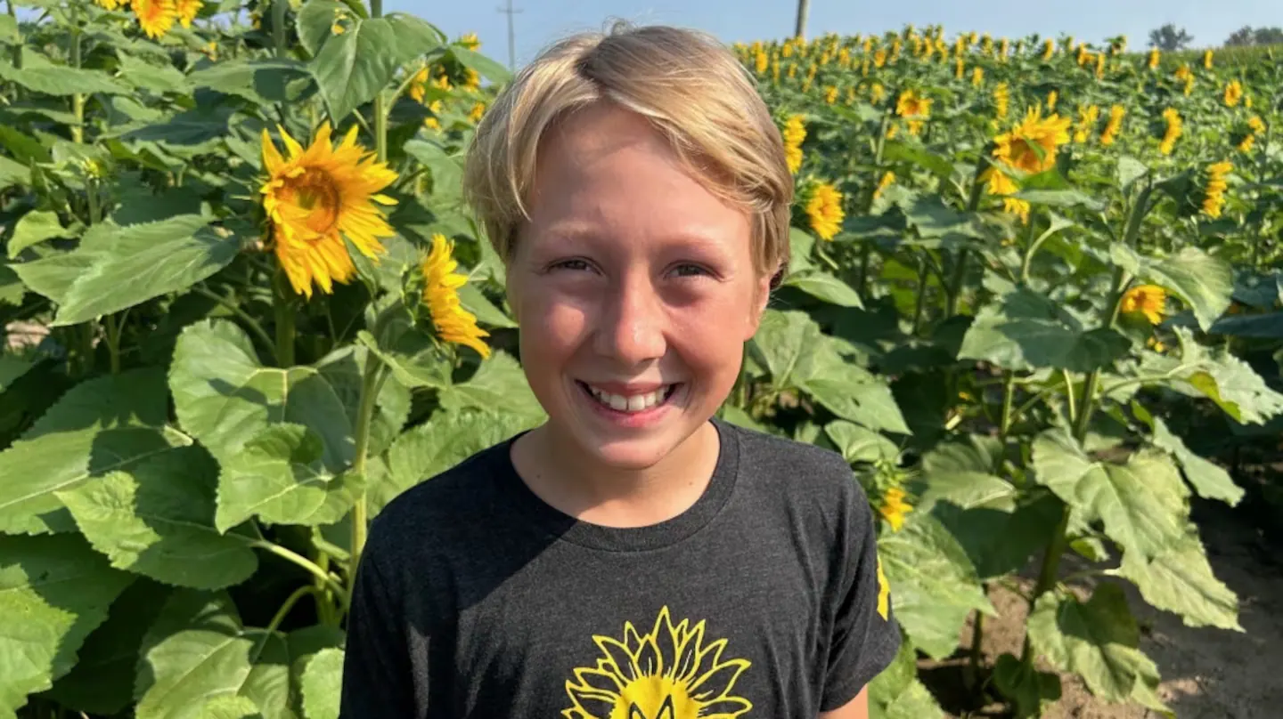 Late-summer sunflower field under a blue sky for a New England sunflower guide.