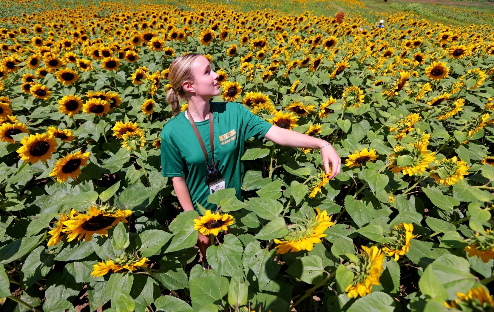 Parent and child in a Connecticut flower field on a family farm visit.