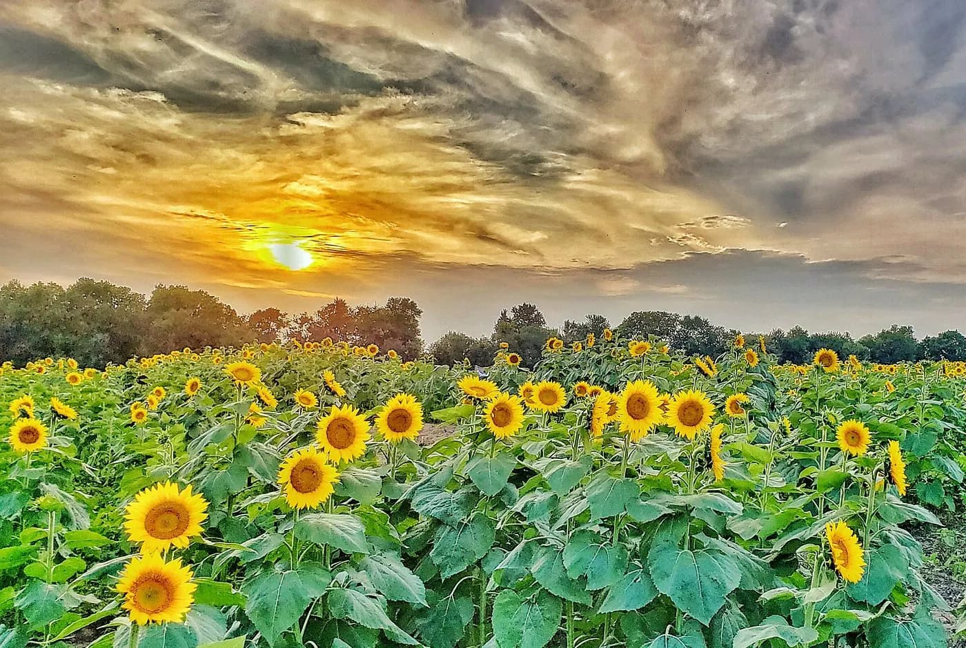 Children running through sunflowers at a Connecticut family farm.