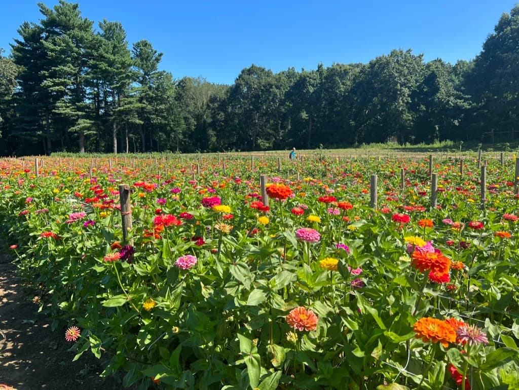 Seasonal farm scene for Late-Summer Farms in New England: Peaches, Tomatoes, Flowers, Corn, and Early Apples.