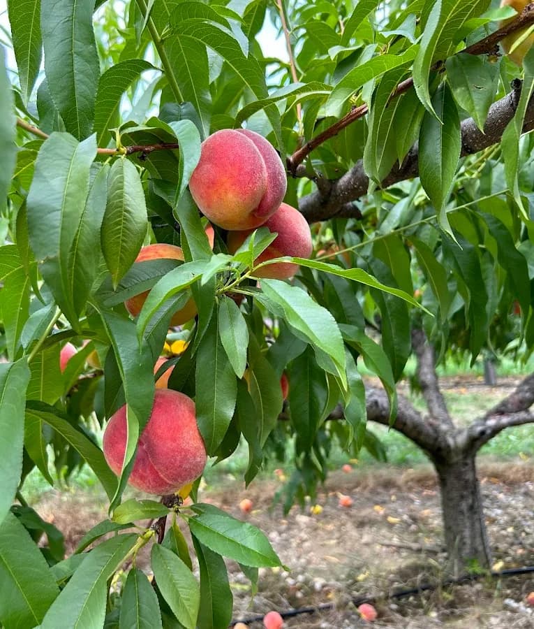 Peaches ripening under a blue sky for a Vermont peach and nectarine picking guide.