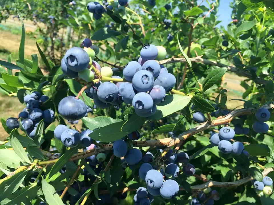 Berry canes with ripe fruit for planning raspberry and blackberry picking in New Hampshire.