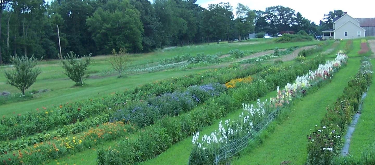 Rows of flowers at a Maine farm