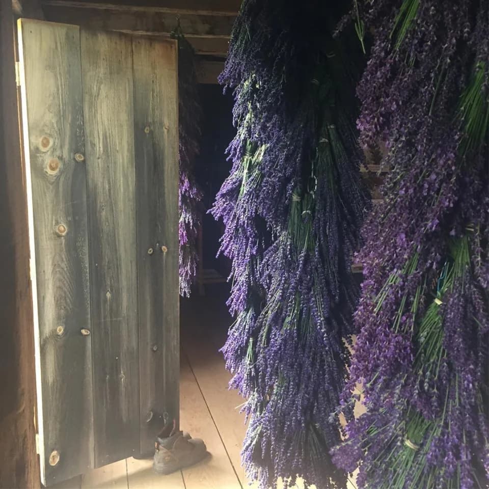 Lavender field at a New England farm
