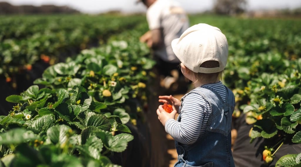 Child holding a ripe strawberry in a Massachusetts pick-your-own field.