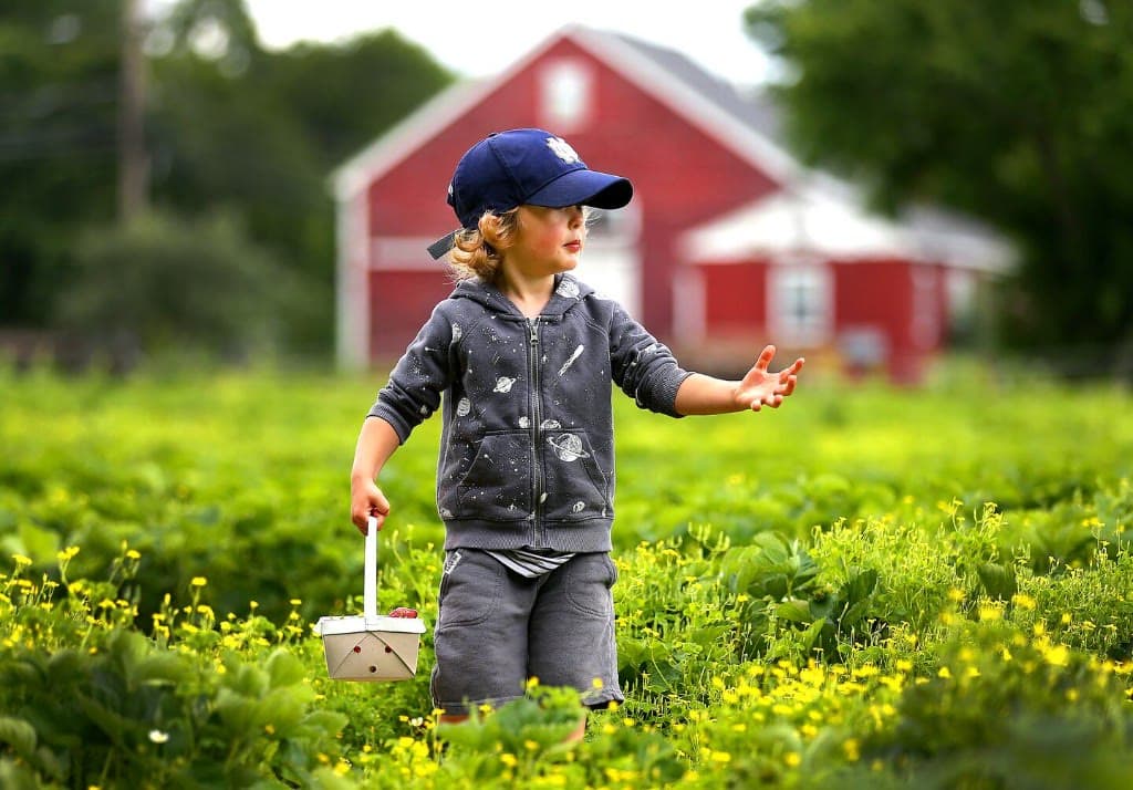Child holding strawberries near a red barn at a Massachusetts farm.