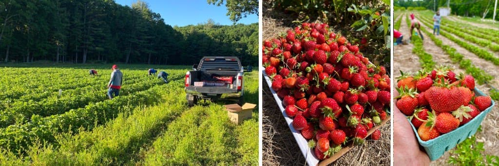 Collage of pick-your-own strawberry moments — directory hub photography.