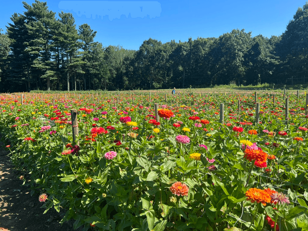 Rows of zinnias at a New England farm