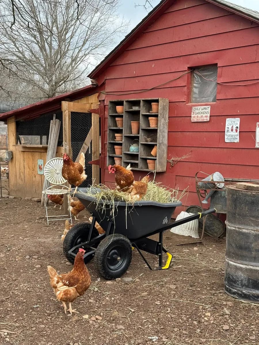 Chickens outside the red coop at Adamowicz Farm in Cromwell, Connecticut.