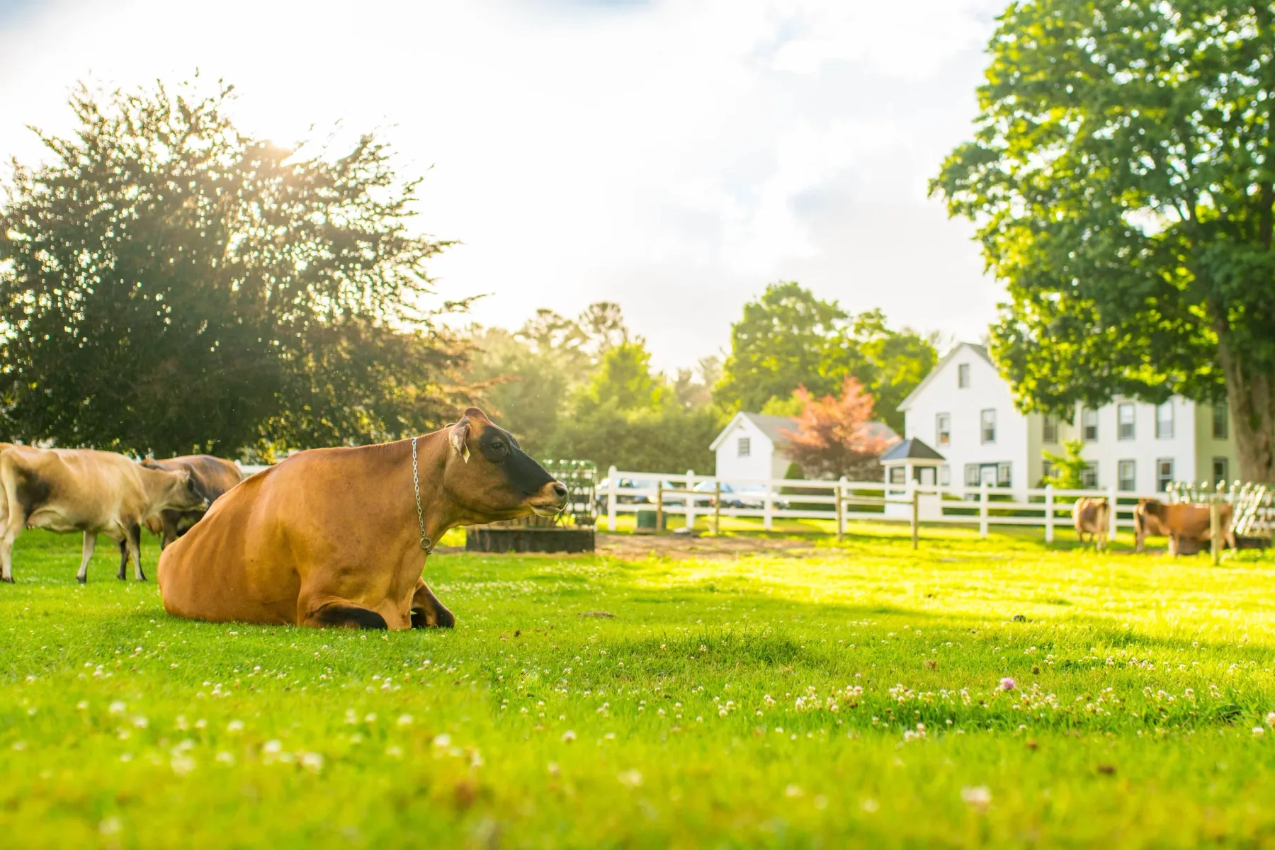 Farm photography at Arethusa Farm Dairy, Bantam, Connecticut.