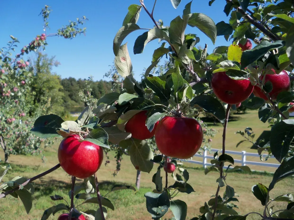 Farm photography at Autumn Harvest Orchard, Norfolk, Connecticut.