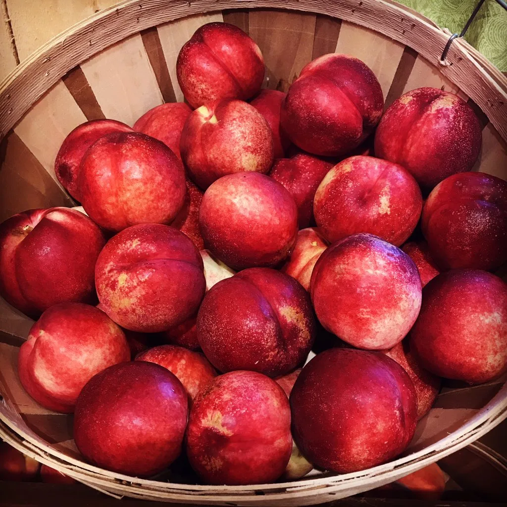 Beardsley's Cider Mill & Orchard in Shelton, Connecticut