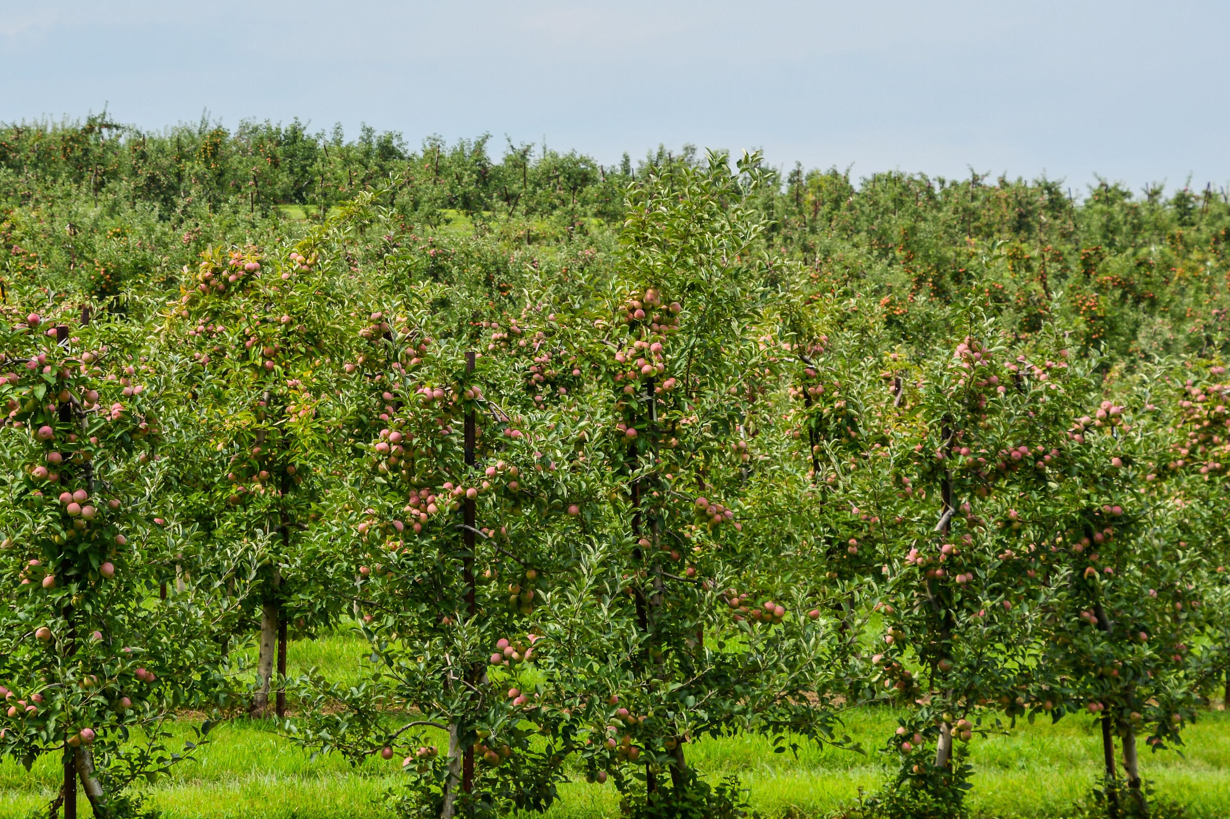 Blue Hills Orchard in Wallingford, Connecticut