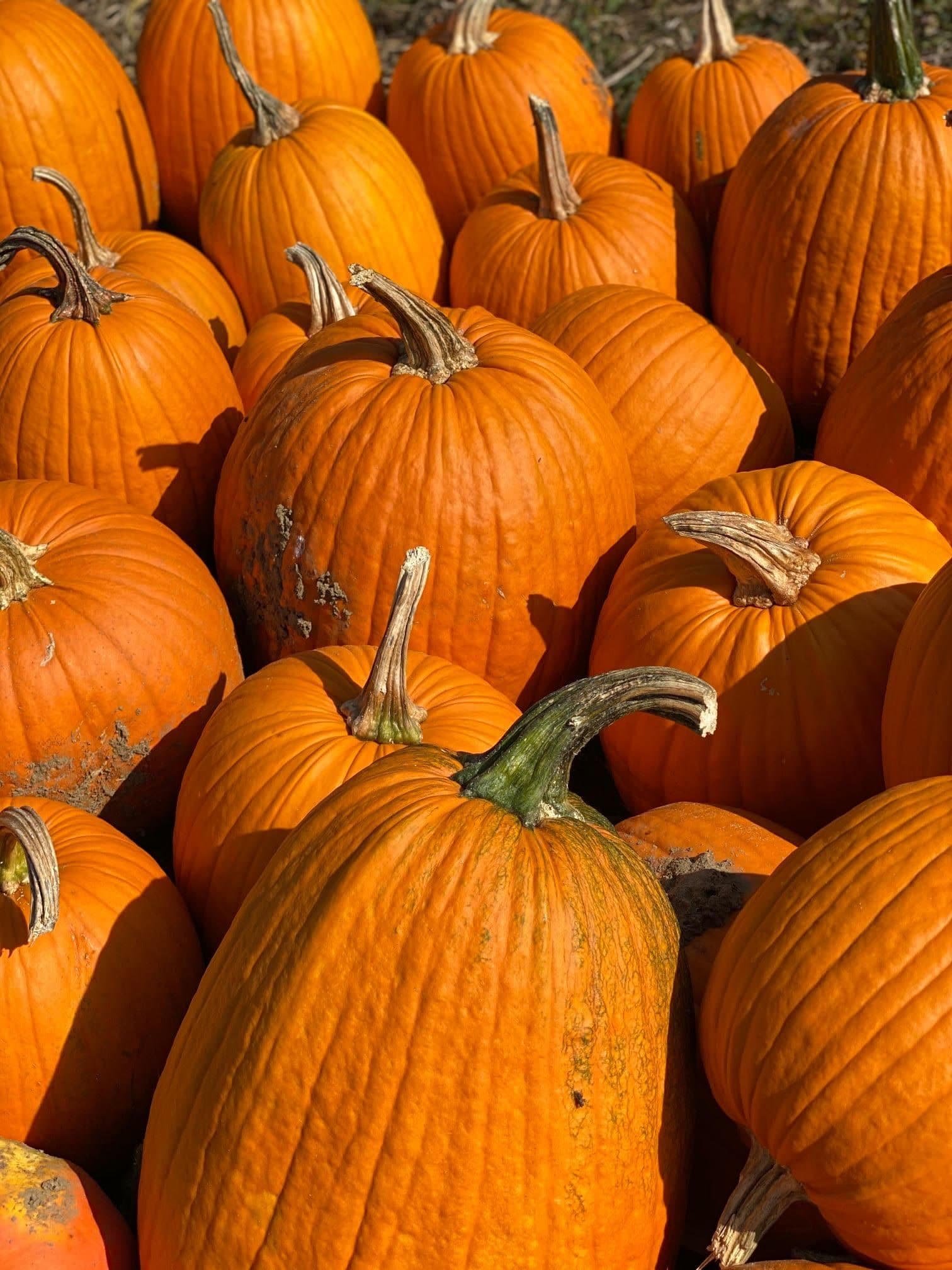 Buell's Orchard in Eastford, Connecticut