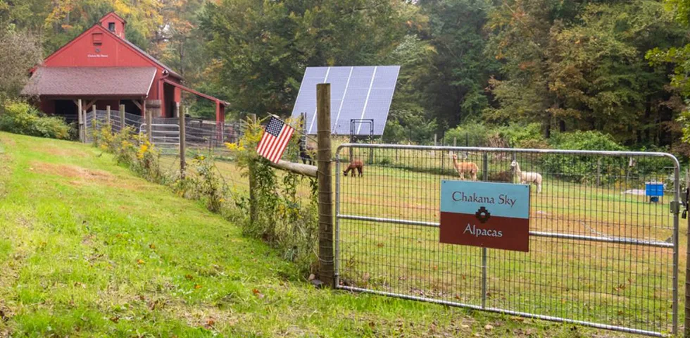 Farm photography at Chakana Sky Alpacas, Chester, Connecticut.