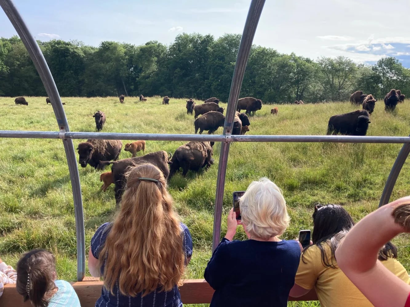 Farm photography at Creamery Brook Bison, Brooklyn, Connecticut.