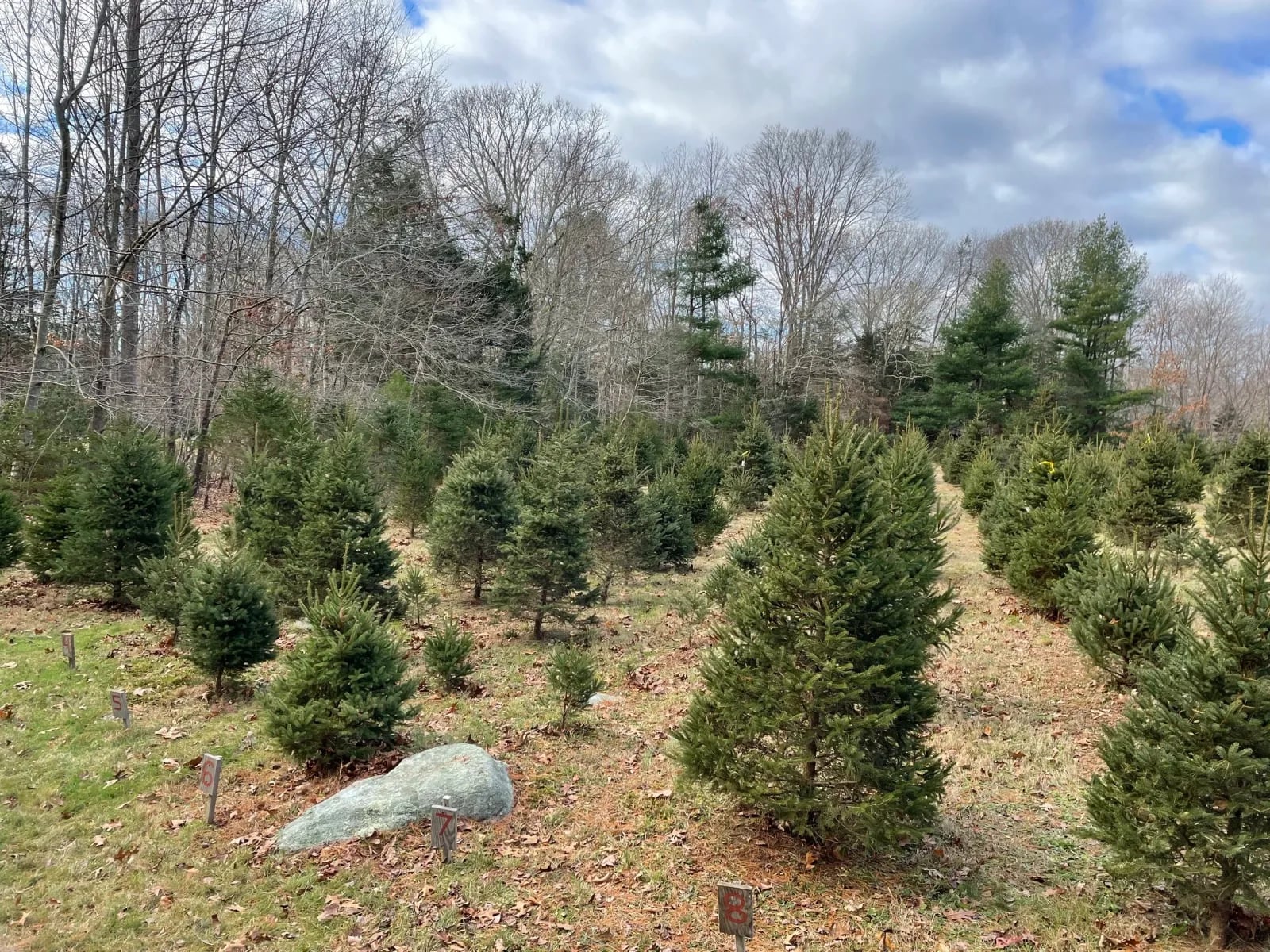 Farm photography at Dolan Christmas Tree Farm, Clinton, Connecticut.