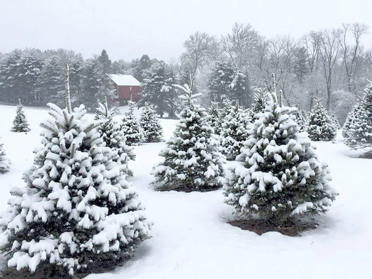 Farm photography at Fitch Family Farm/Scotts Christmas Trees, Andover, Connecticut.