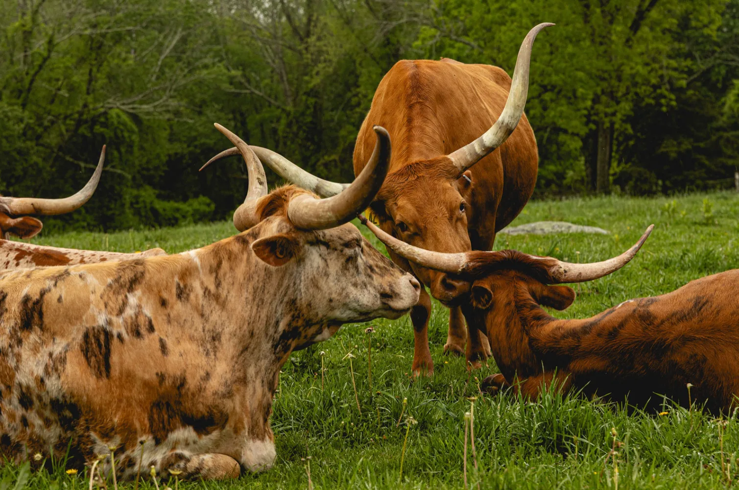 Farm photography at Grijalva Cattle Co, North Stonington, Connecticut.