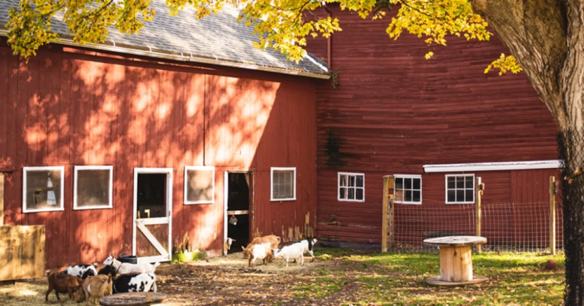 Farm photography at Guardians Farm, Southbury, Connecticut.