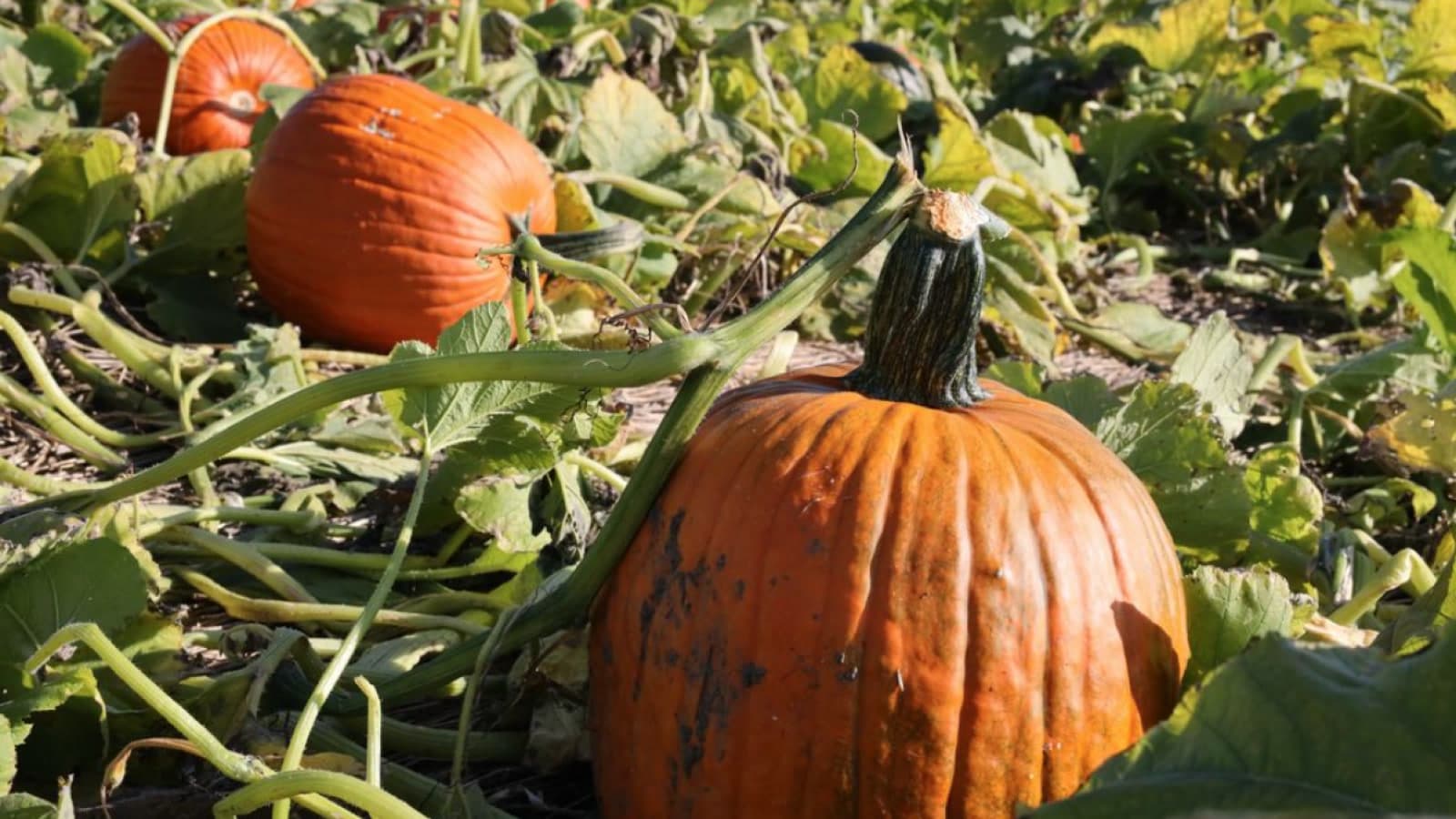 Jones Family Farms in Shelton, Connecticut