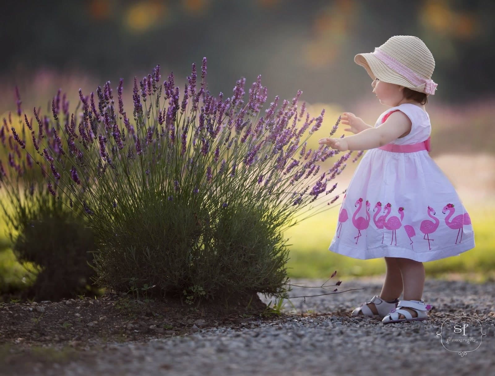 Lavender Pond Farm in Killingworth, Connecticut