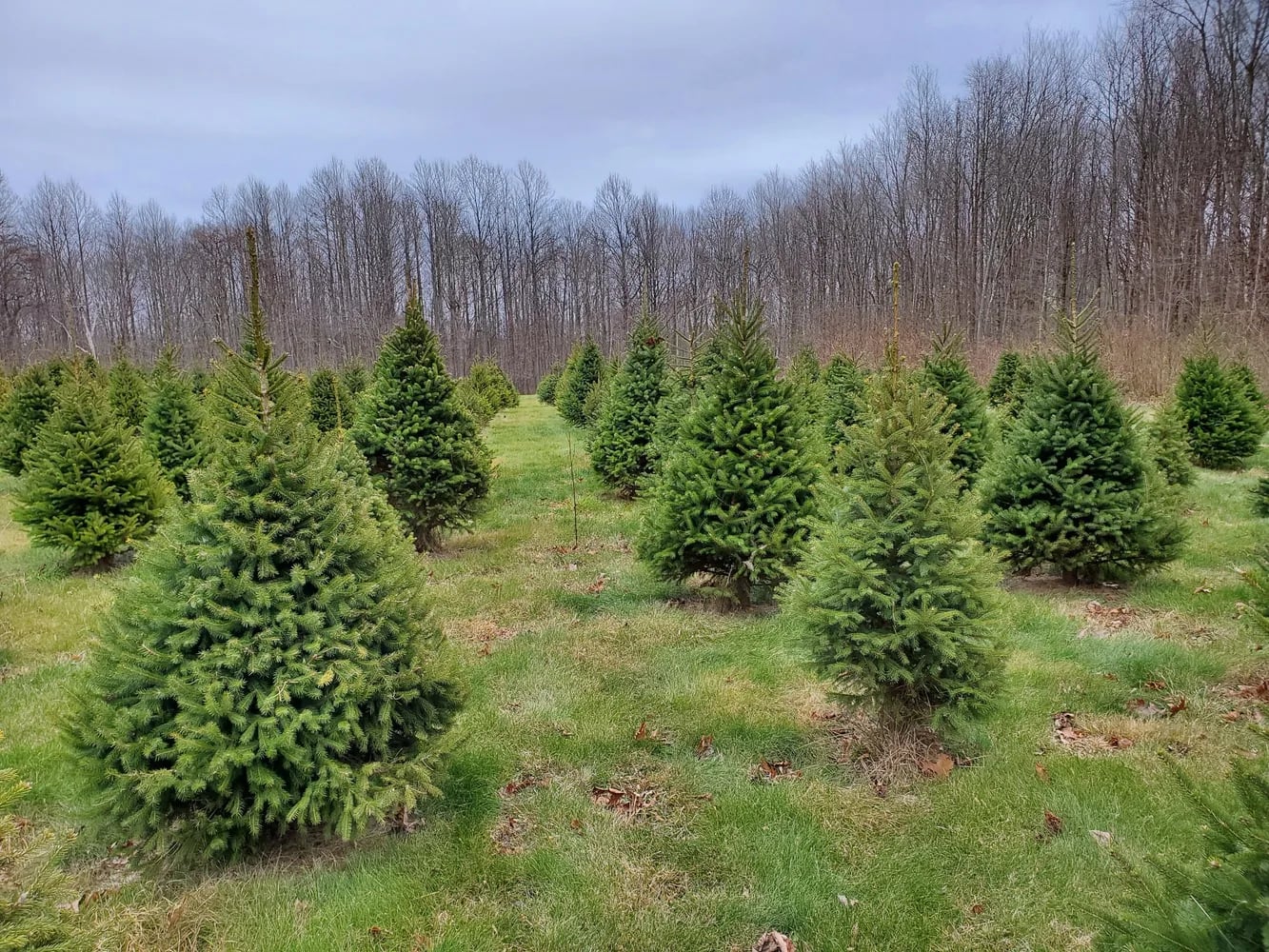 Farm photography at Negrelli Tree Farm, Higganum, Connecticut.