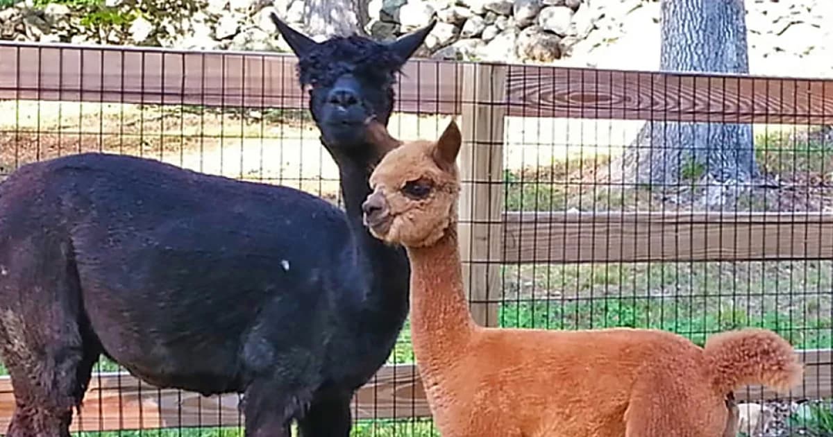 Farm photography at New England Alpacas, Killingworth, Connecticut.