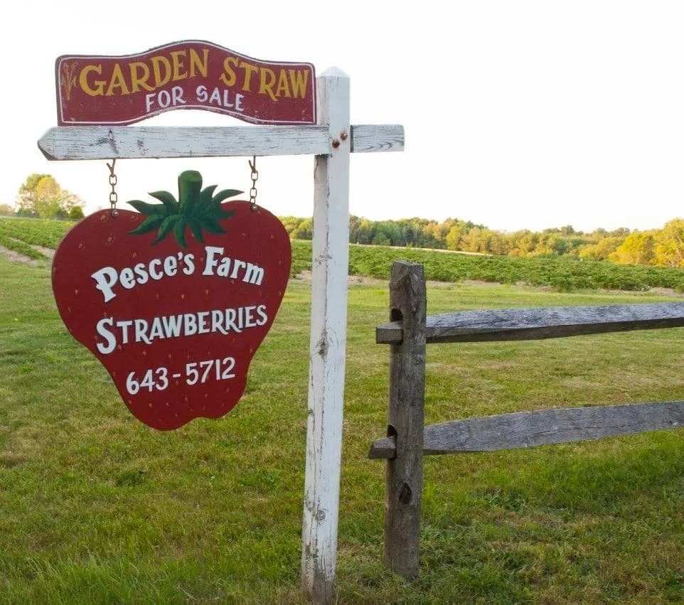 Farm photography at Pesce's Farm, Bolton, Connecticut.