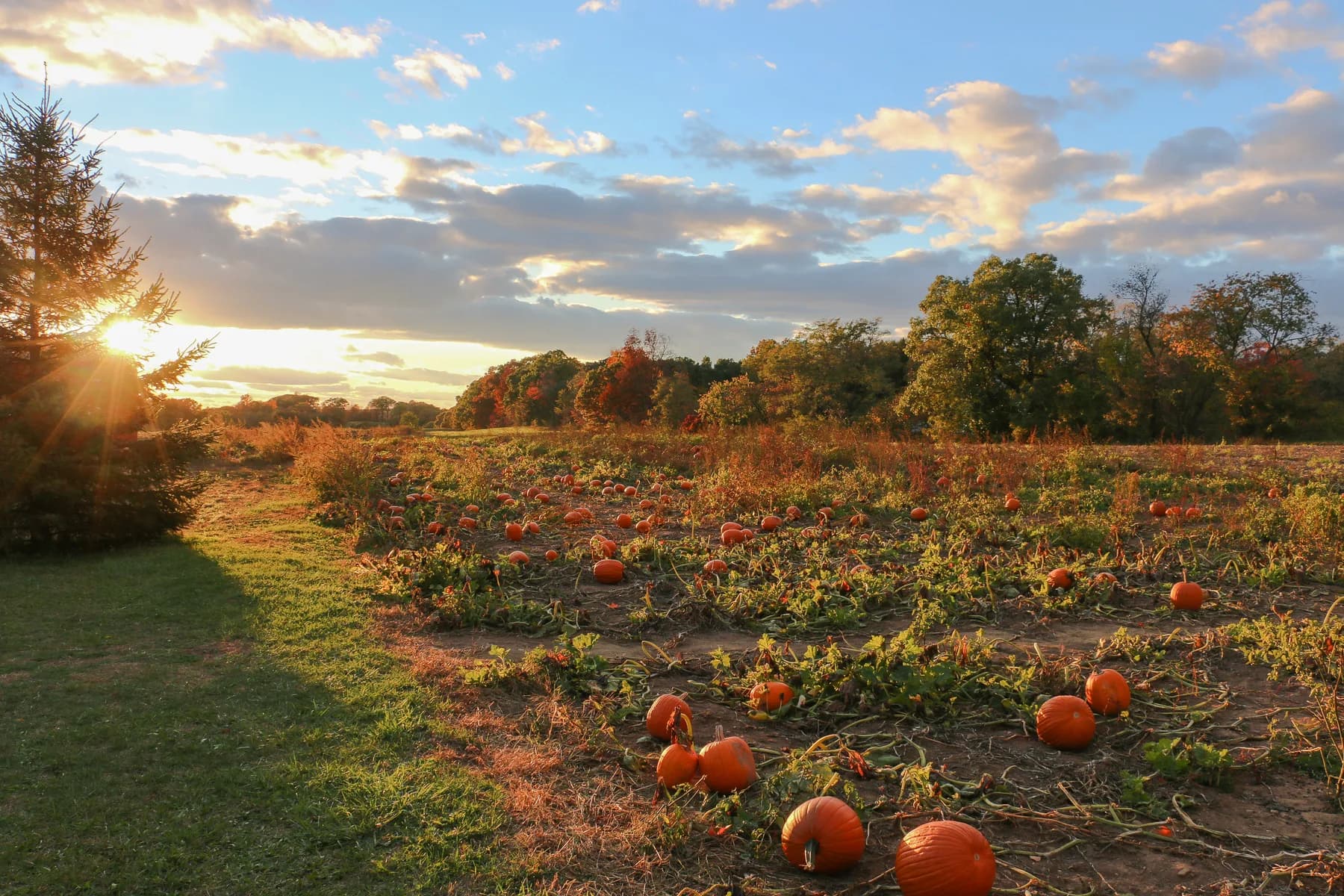 Farm photography at Rolling Hills Farm, Glastonbury, Connecticut.