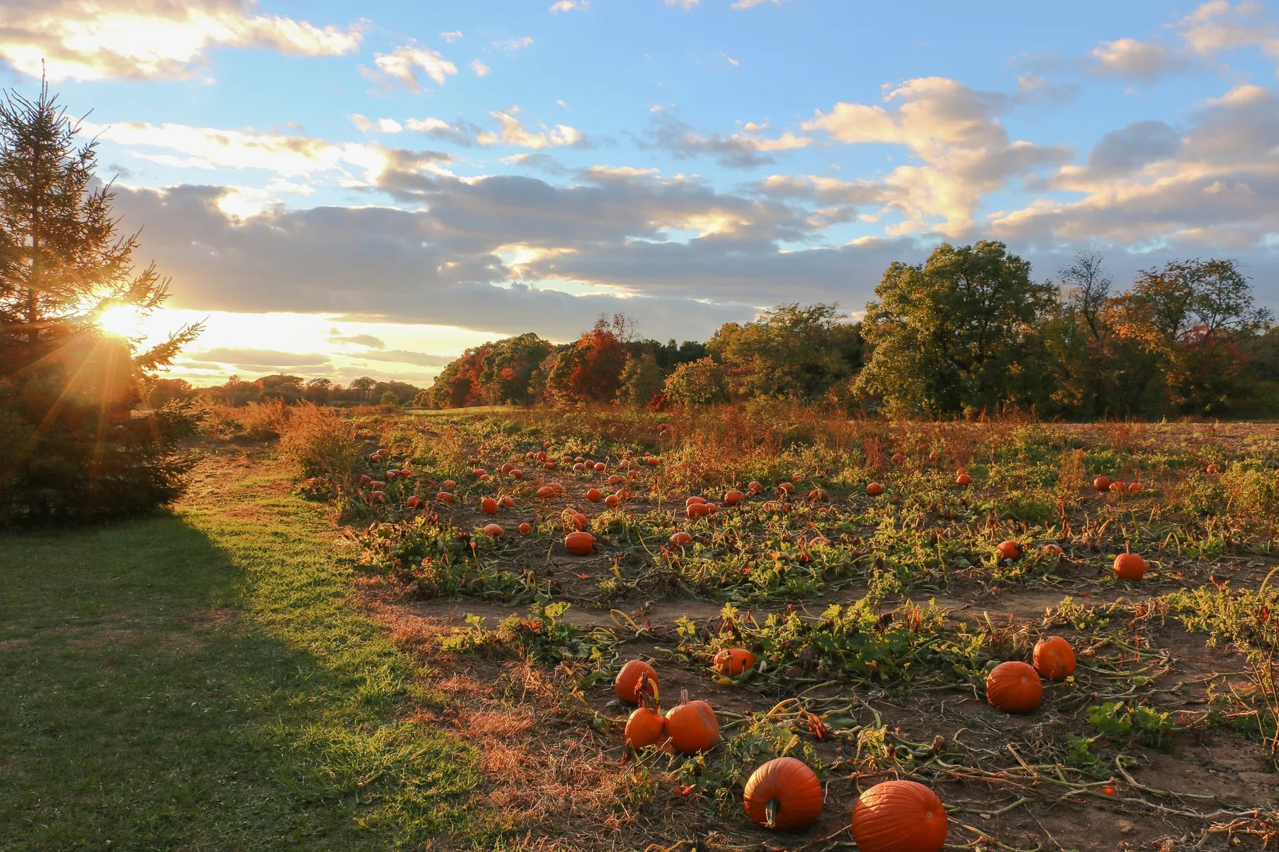 Farm photography at Rolling Hills Farm, Glastonbury, Connecticut.