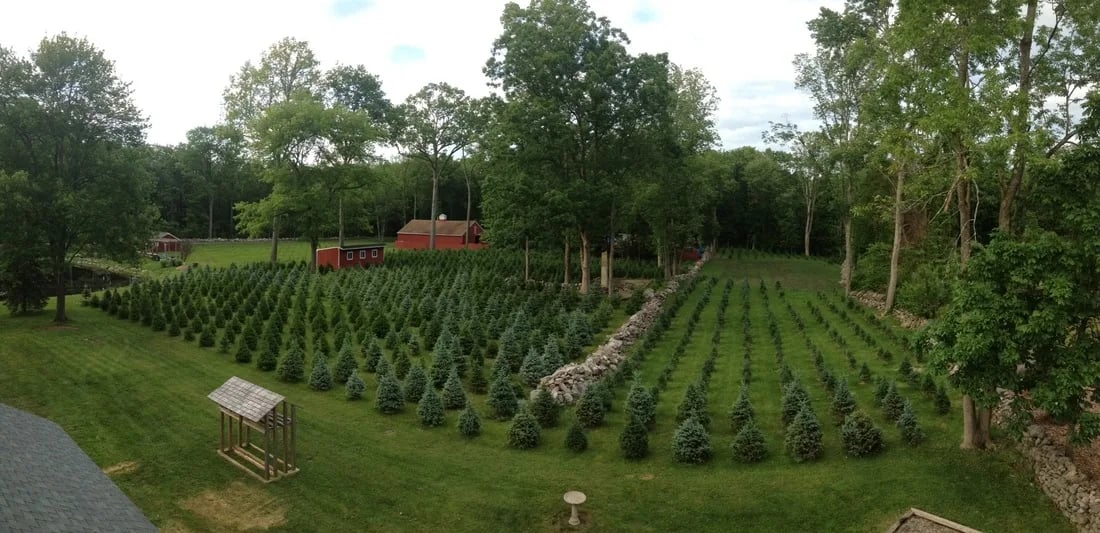 Farm photography at Sabia Tree Farm, Easton, Connecticut.