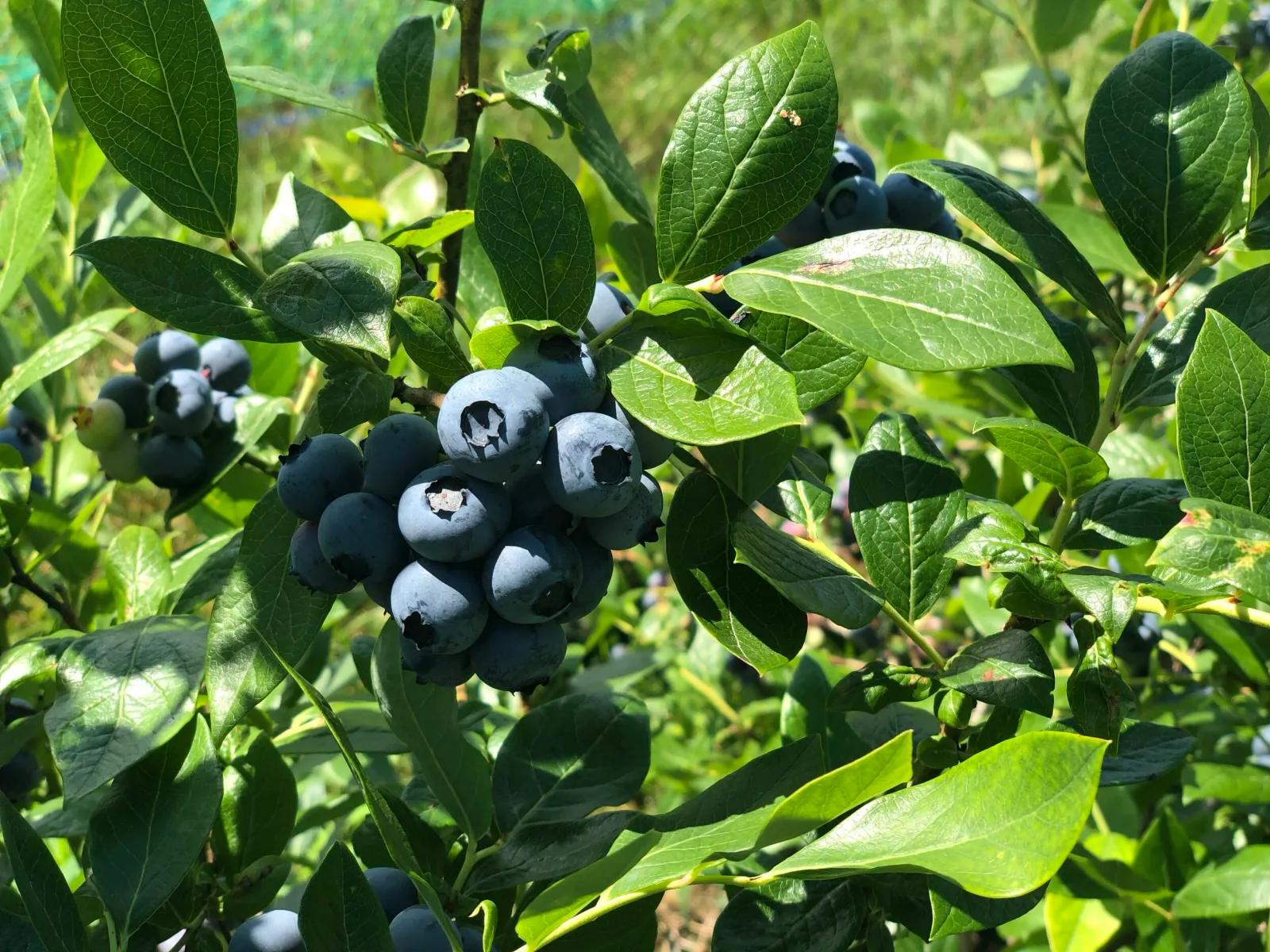 Farm photography at Scott's CT Valley Orchards, Deep River, Connecticut.