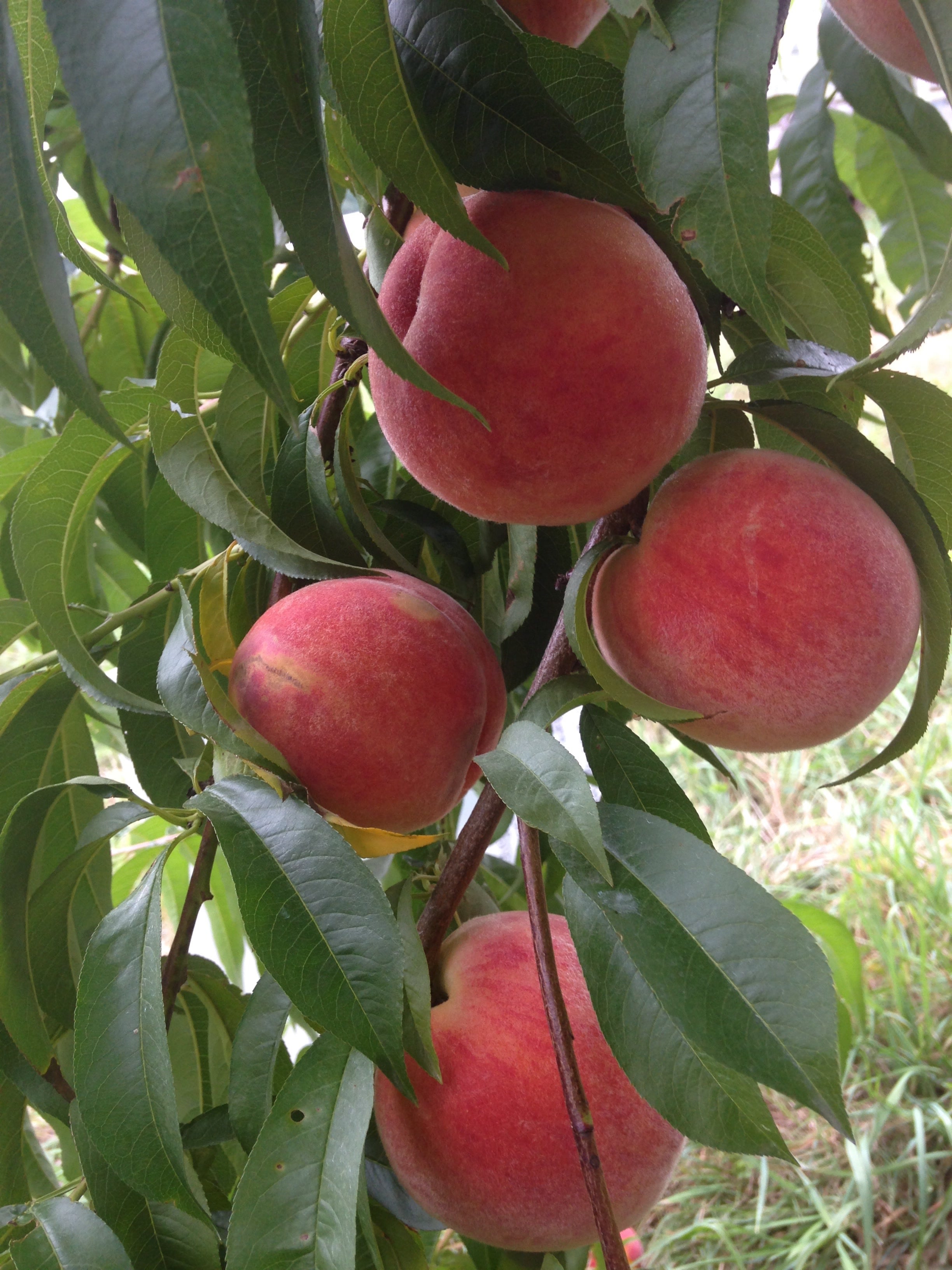 Scott's Yankee Farmer in East Lyme, Connecticut