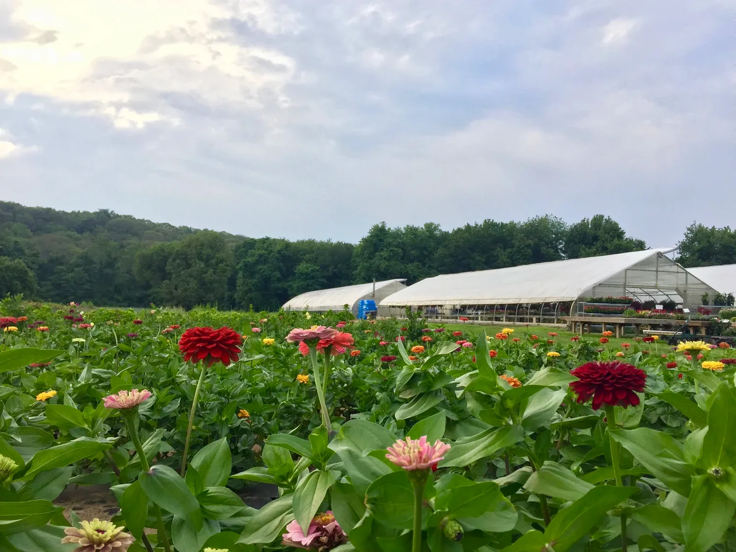 Scotts' Farm & Greenhouse in Essex, Connecticut