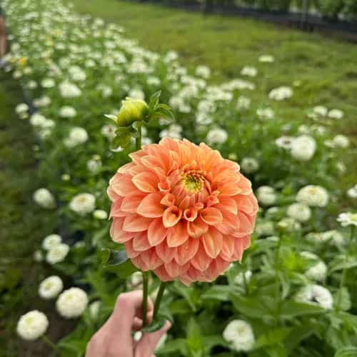 Dahlia bloom at 7 Acres Flower Farm in Wethersfield, Connecticut