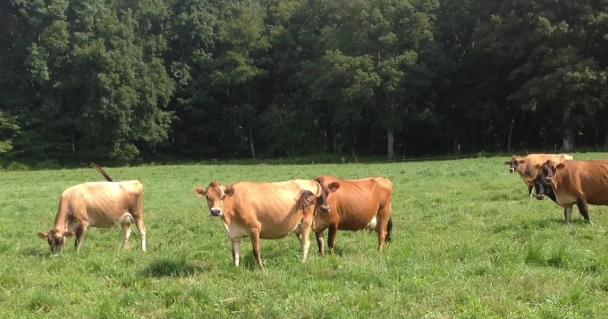Farm photography at Sweet Grass Creamery, Preston, Connecticut.