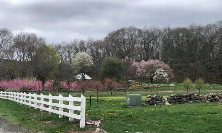 Farm photography at White Gate Farm, East Lyme, Connecticut.