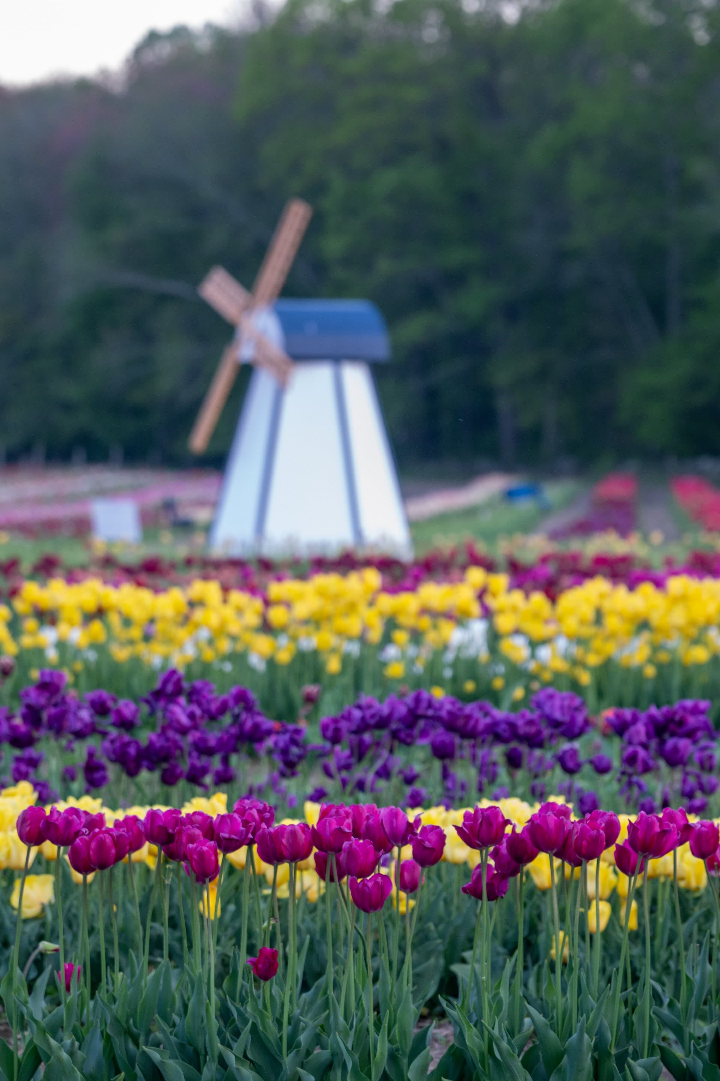 Wicked Tulips Flower Farm in Preston, Connecticut