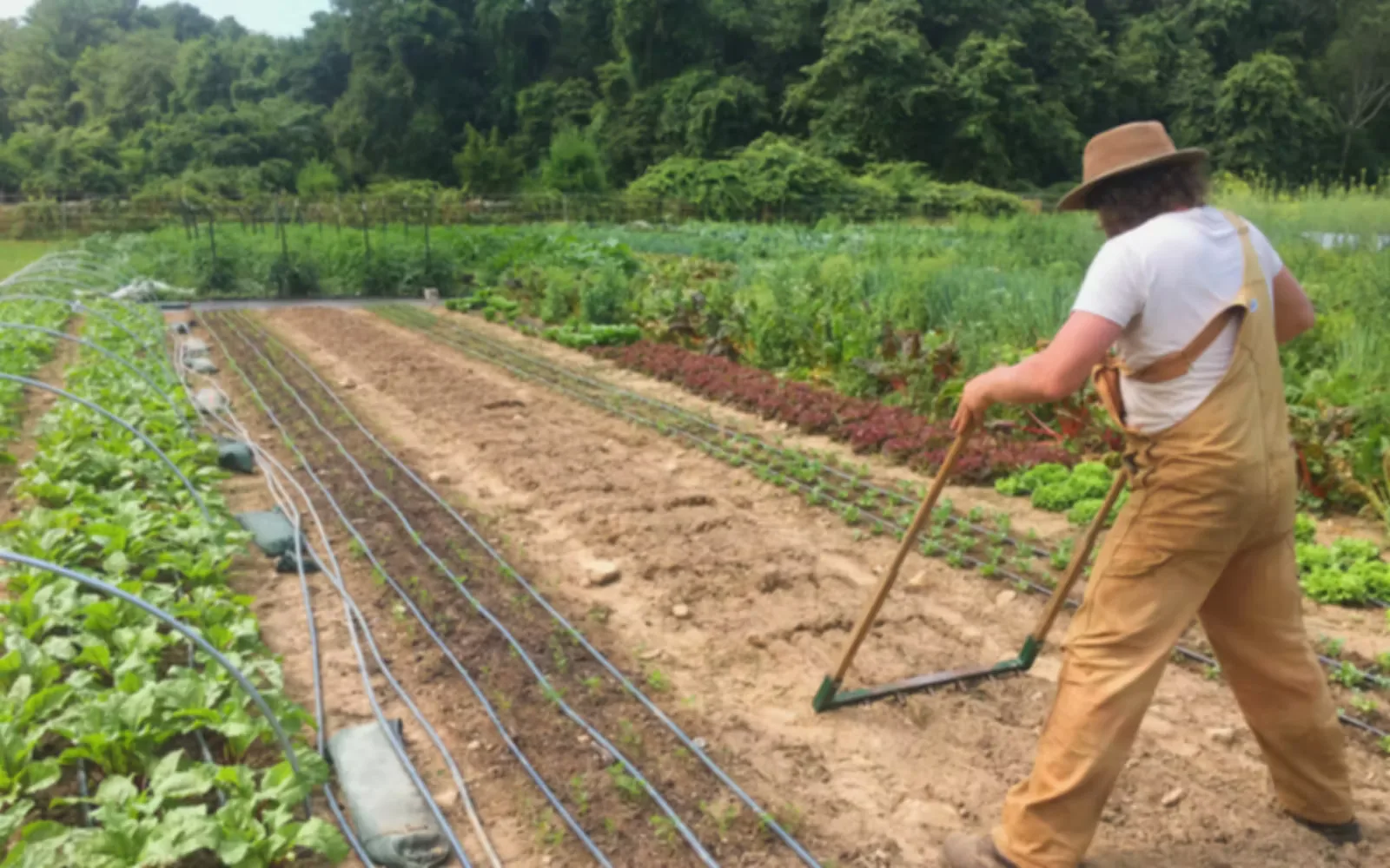 Farm photography at Aeonian Farm, Westport, Massachusetts.