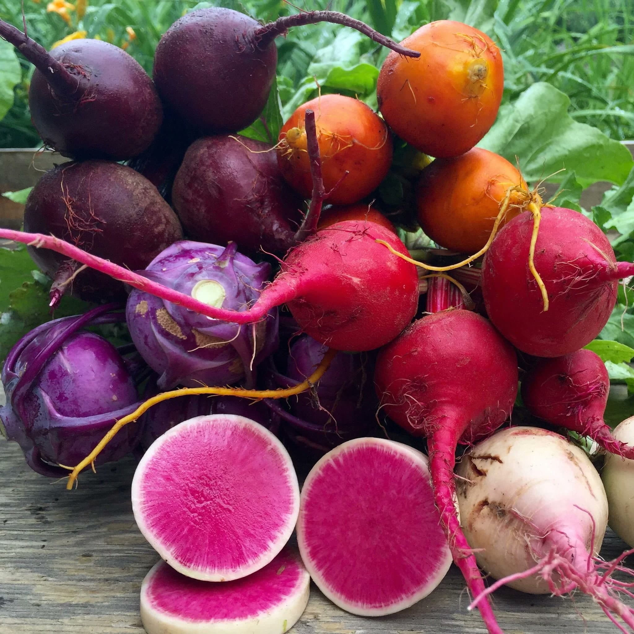 Farm photography at Allandale Farm, Brookline, Massachusetts.