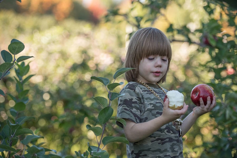 Farm photography at Apex Orchards, Shelburne, Massachusetts.