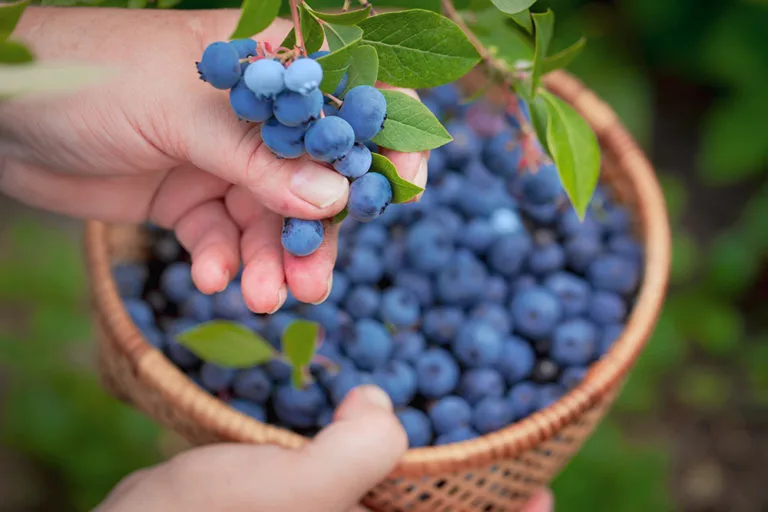 Farm photography at Meadowbrook Farm Blueberries, East Longmeadow, Massachusetts.