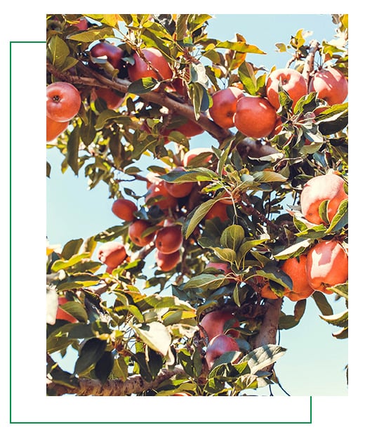 Farm photography at Autumn Hills Orchard, Groton, Massachusetts.