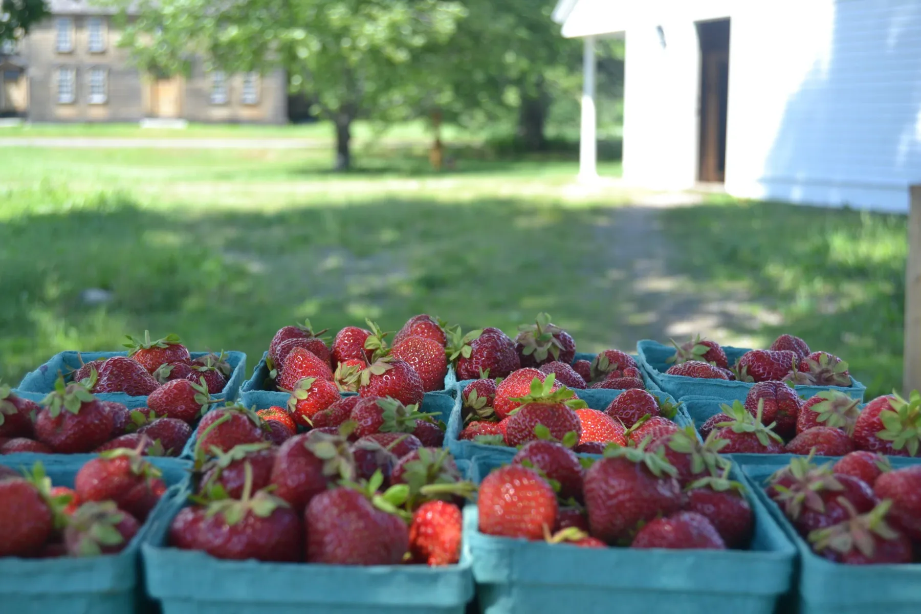 Farm photography at Barrett’s Mill Farm, Concord, Massachusetts.