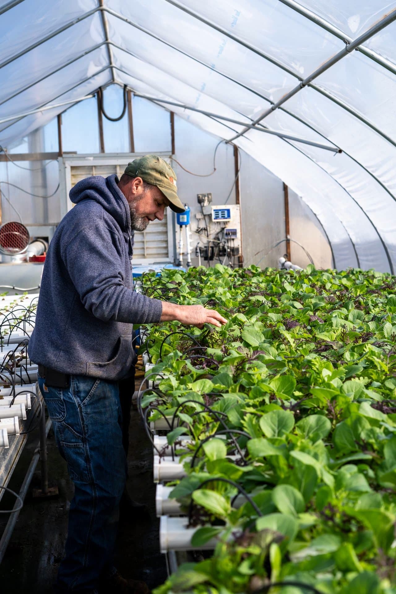 Farm photography at Bartlett's Farm, Nantucket, Massachusetts.